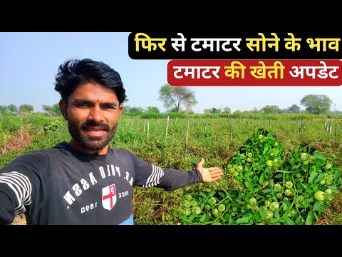 टमाटर 900₹ कैरेट 😱 टमाटर की खेती अपडेट | टमाटर की खेती | tomato farming | tomato farming today