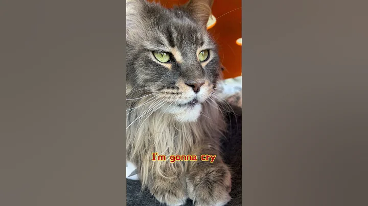 Video 3670281: mainecoons mainecooncat mainecoonkitten, mainecooncat mainecoonkitten big cats, mainecoon cat funnycat, boy maine coon cat, funnycatvideos mainecoons, mainecoon catplaying