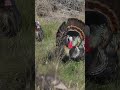 Big Rio Grande gobblers!