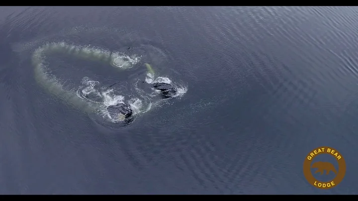 Humpback whales bubble feeding near Great Bear Lodge