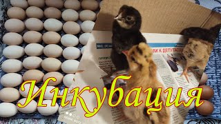 Инкубация куриных яиц 🐣🐥🐤