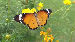 Sunflower, Flowers and Blooming Flowers Time Lapse for Relaxation Soft Music screenshot 5