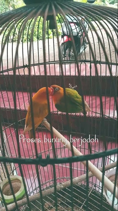 cara menjodohkan burung lovebird #lovebirdkawin #lovebirdmania #lovebirdkonslet