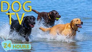 DOG TV: Videos Keep Dogs Entertain All Day with Relax Music for Dogs a Alone - Best Music for Dogs screenshot 4