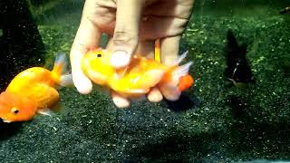 👉😁 Playing with my Goldfish 😁👈