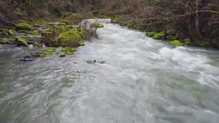 Thousands of Chinook salmon die in California because of gas bubble disease