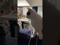 ライブ ハイライト