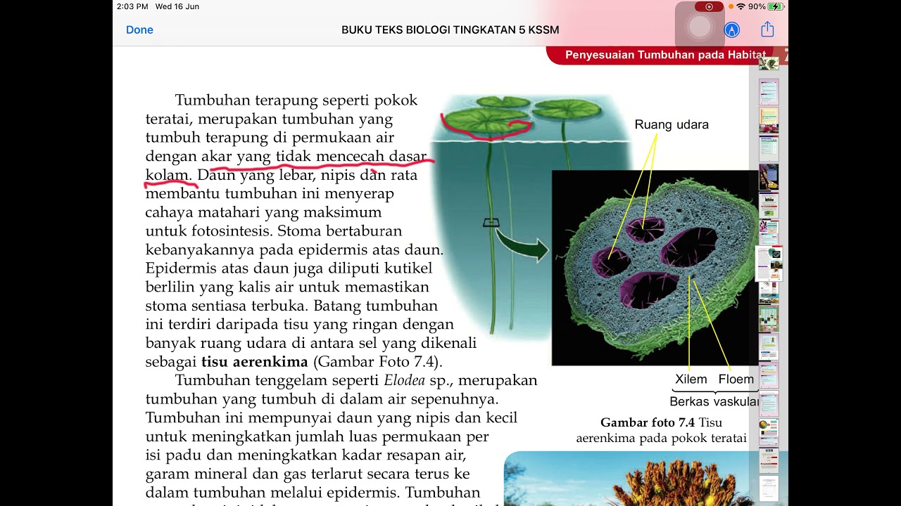 Biologi Tingkatan 5 Kssm I Bab 7 I Penyesuaian Tumbuhan Pada Habitat Youtube