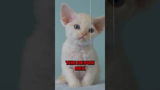 The Truth about Devon Rex cats #shorts #cat #fyp