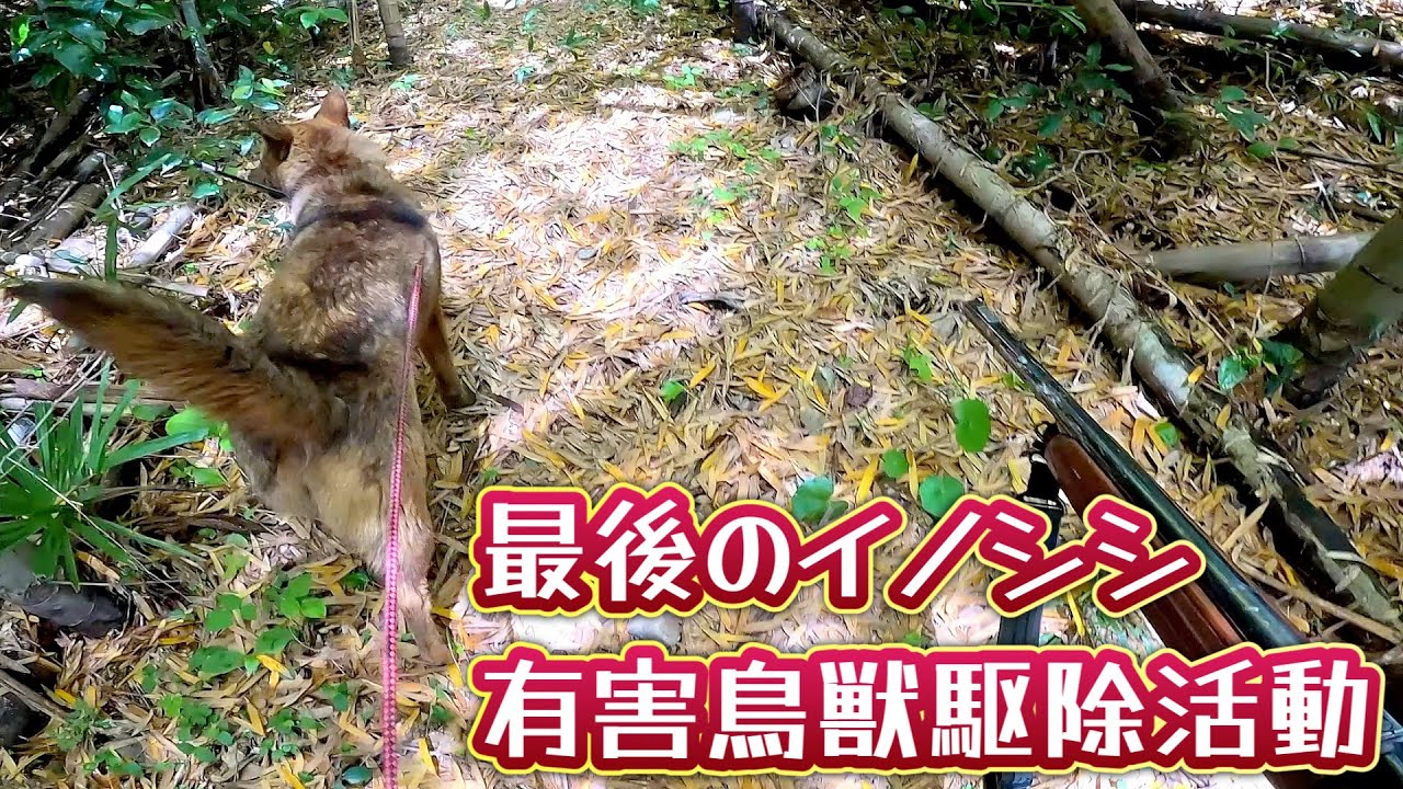 今猟期最後のイノシシ有害鳥獣駆除。