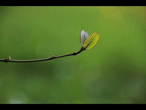 Video: Jak se auxiny přenášejí v rostlinách?