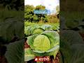 😯#Cabbage😯😈अंत में क्या हो गया? # बंदगोभी #😯 पत्तागोभी #youtubeshorts #shorts