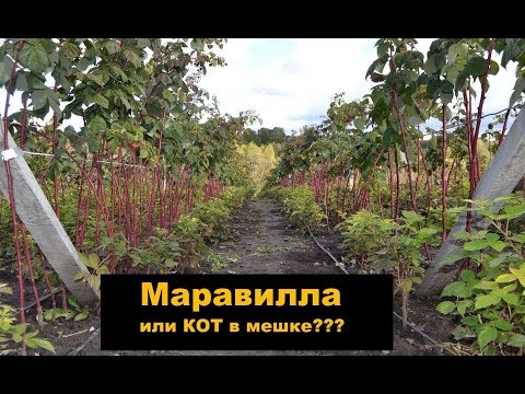 Малина Маравилла или КОТ в мешке???  Часть 1