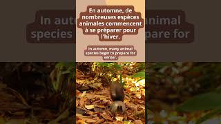 A short Reading about autumn - L’automne #shorts #autumn