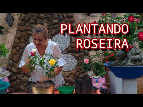 Vídeo: Plantar E Transplantar Uma Rosa Com Sistema Radicular Aberto E Em Um Recipiente