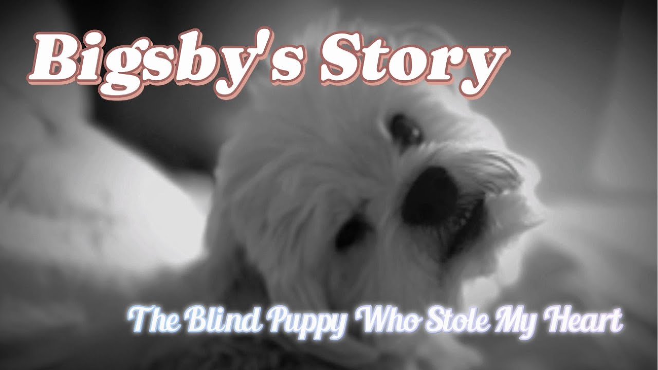 Bigsby's Story: The Blind Dog Who Stole My Heart - YouTube