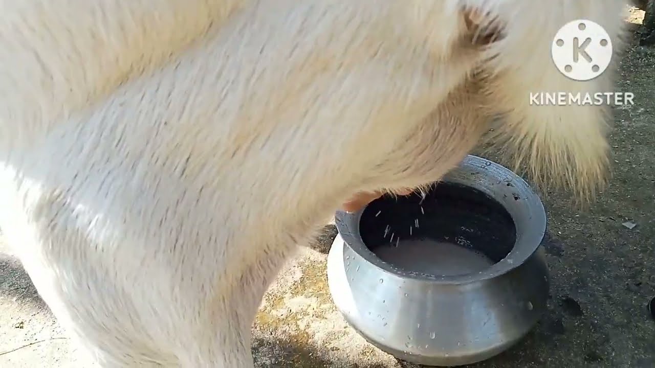 ছাগলের দুধ।কিভাবে ছাগলের দুধ দোহন করা হয়।