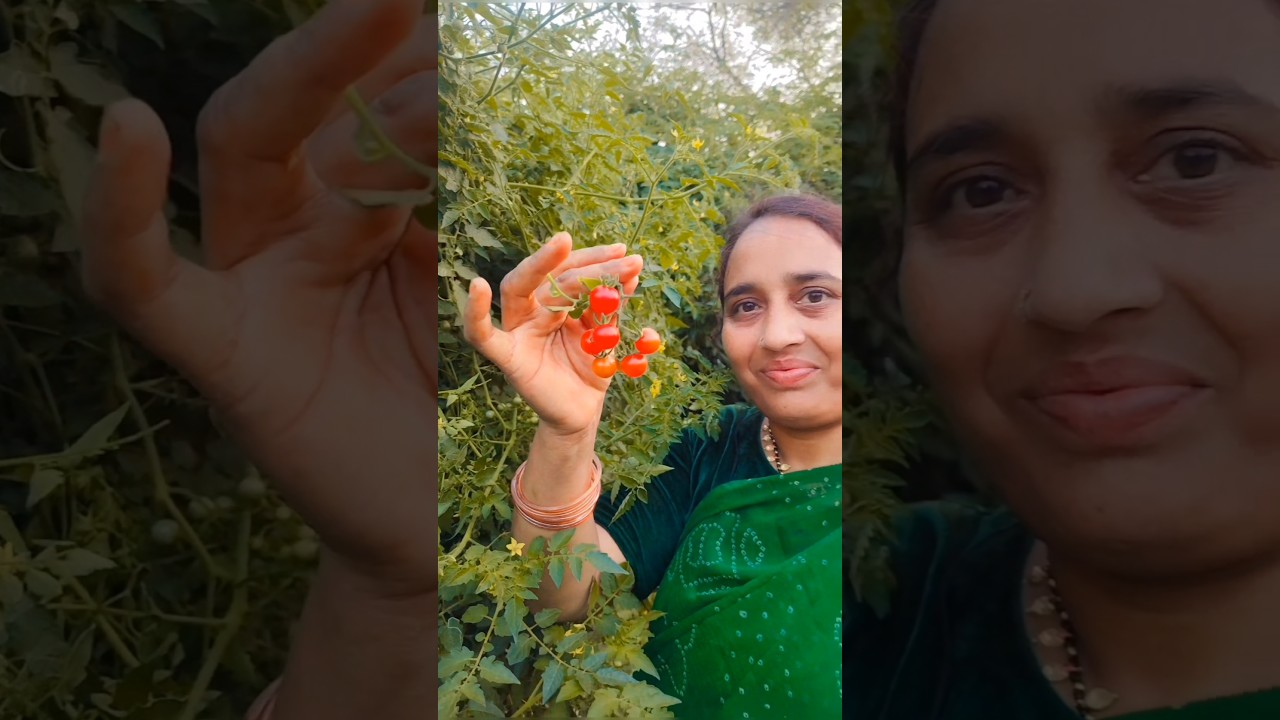 ❤️Good Morning Guys#shorts #youtubeshorts #goodmorning #vibes #garden #views #tomato #viral #village