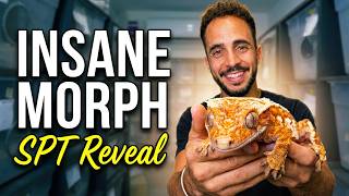 SPT Crested Geckos! INSANE NEW Morph Revealed!
