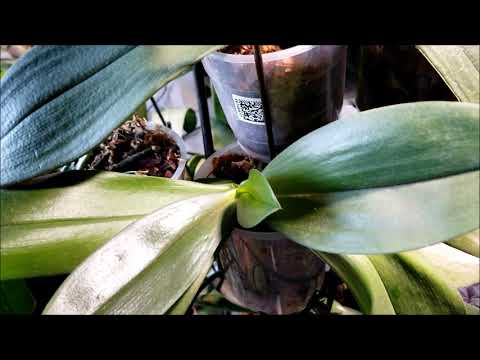 ორქიდეომანია # ყვავილობისათვის სიტუაციის შექმნა