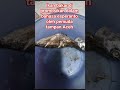 ikan bakar sudah di promosikan dalam bahasa esperanto#shorts
