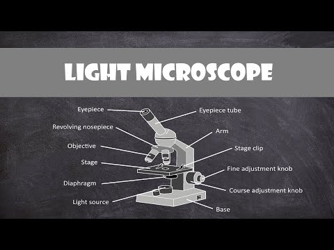 Light Microscope (& Calculating Magnification) | Cell Biology
