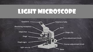 Light Microscope (& Calculating Magnification) | Cell Biology