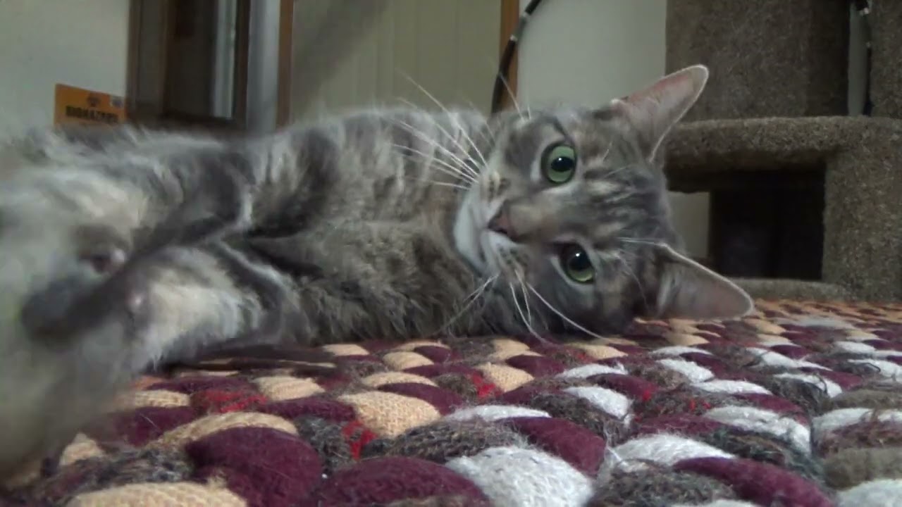 Cats Review Classic Mouse On A Stick! - YouTube