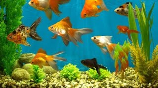 Cox Gozel Rengli Baliqlar, Yeni Menzere Videolari, Yeni Videolar Mutleq Izleyin