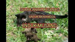 SUARA ANAK MUSANG UNTUK MEMANGGIL INDUK NYA