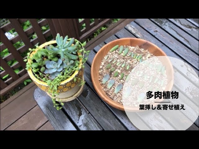 多肉植物の葉挿しと寄せ植え - YouTube