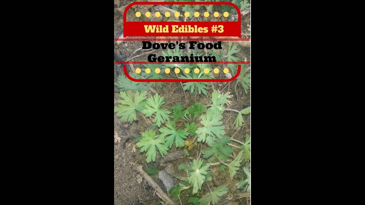 Wild Edibles 3 Dove's Foot Geranium YouTube