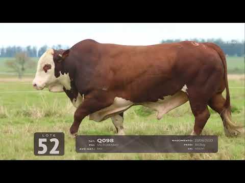 LOTE 52   TAT Q098 M Braford