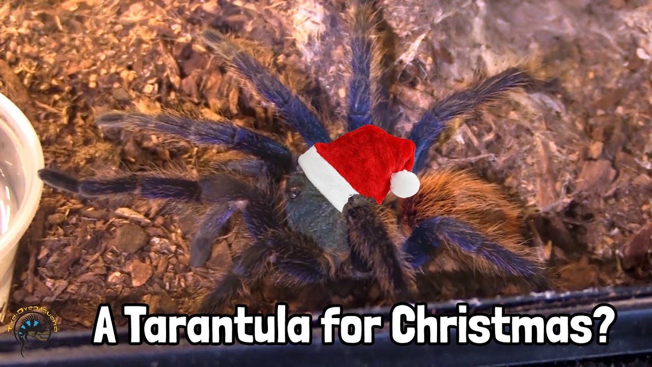 Showcasing Our Beautiful Tarantulas! 💕 - Pink Zebra Beauty