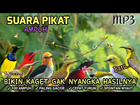 Suara pikat burung kecil paling ampuh 😱 #pikatanburung terbukti jitu