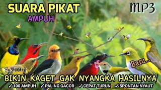 Suara pikat burung kecil paling ampuh 😱 #pikatanburung terbukti jitu