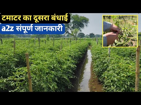 टमाटर का दूसरा बंधाई a2z जानकारी | कब बांधे,कैसे बांधे,कितना तार,कितना सुतली a2z संपूर्ण जानकारी