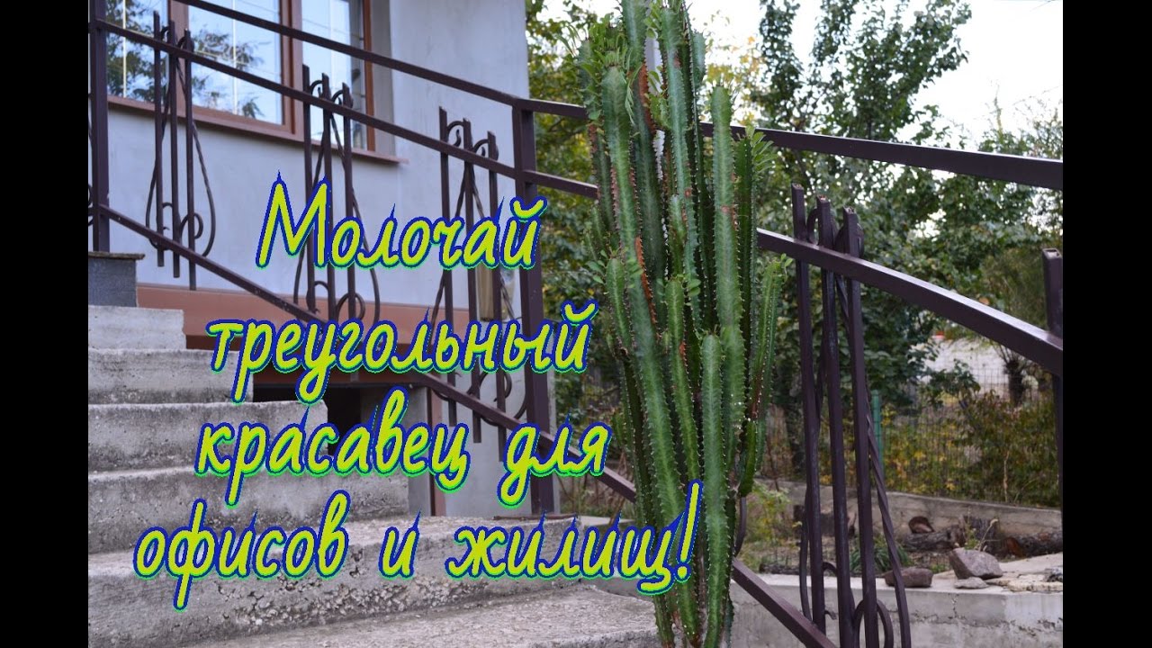Молочай треугольный, Euphorbia trigona Выкапывем растение