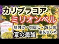 【ミリオンベルの育て方】【カリブラコア】夏はお任せ！最強の華やかさ・真夏は庭に出たくないからコレ！スーパーベルも