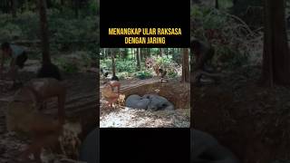 Menangkap Ular Raksasa Yang Sedang Tidur