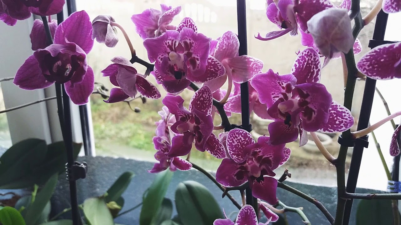 И запорхали бабочки в декабре: мои новинки - YouTube