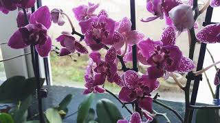 Видео И запорхали бабочки в декабре: мои новинки (автор: Елена Курбатова Мой Рай на Земле)