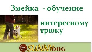 Змейка. Дрессировка собаки трюкам. Урок по обучению собаки Змейка. Дрессировка собаки трюкам. Урок по обучению собаки