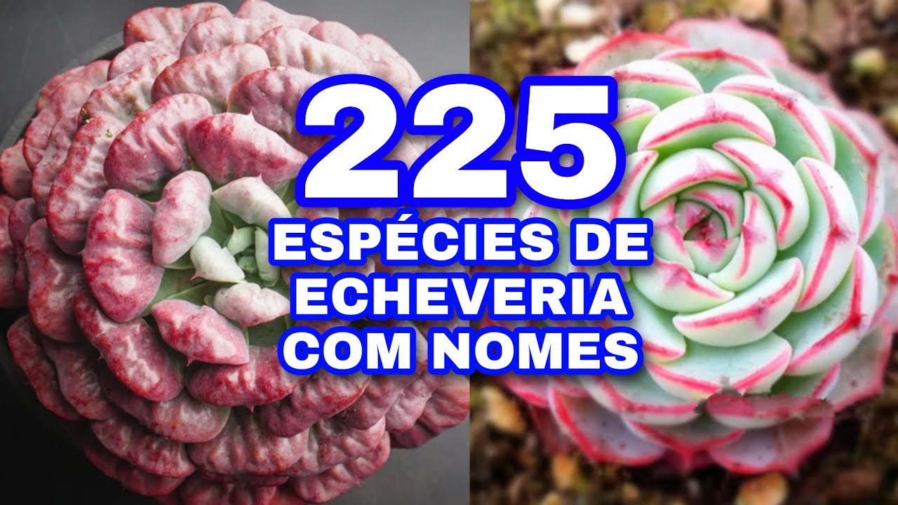 225 ECHEVERIA COM IDENTIFICAÇÃO - SUCULENTAS COM NOMES