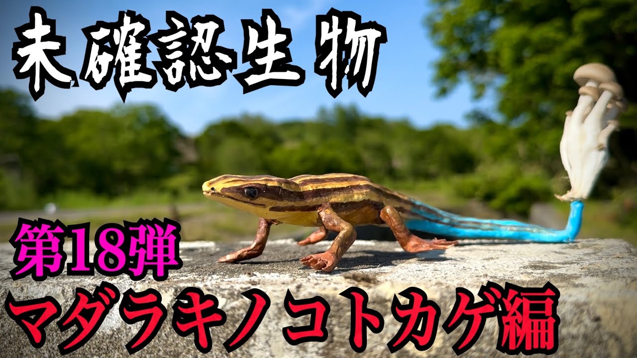 【未確認生物】マダラキノコトカゲ見つけるまで帰れません！！！！