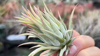 Tillandsia1エアプランツ・エアープランツ専門店生産育成農場