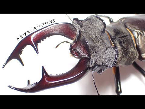 Half a year has passed] Measurement of the weight and head width