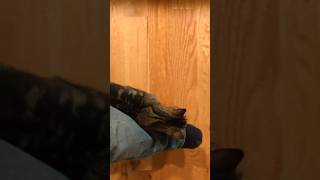 Walking with a cat can be dangerous.