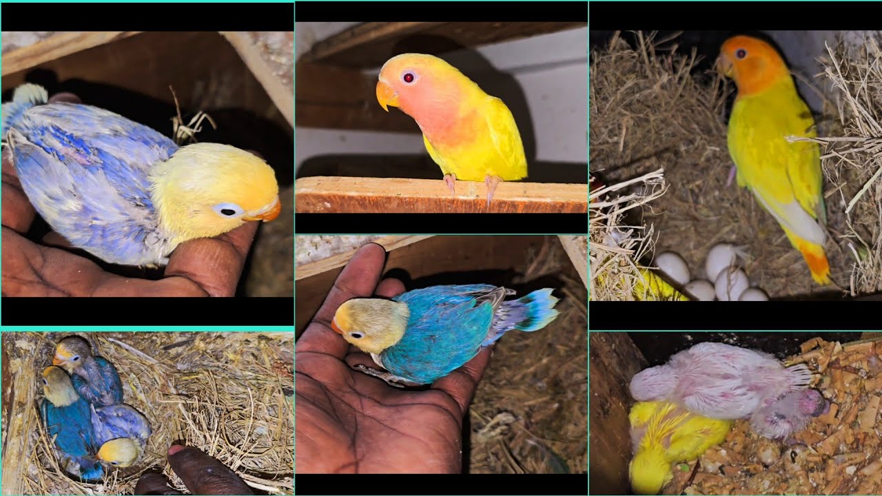 மார்ச் மாத இறுதி புது வரவுகள் End of March month updates for our mixed colonybirds