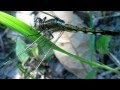 トンボ & ツクツクボウシの鳴き声 Dragonfly & tsukutsukuboshi cicada song 昆虫図鑑